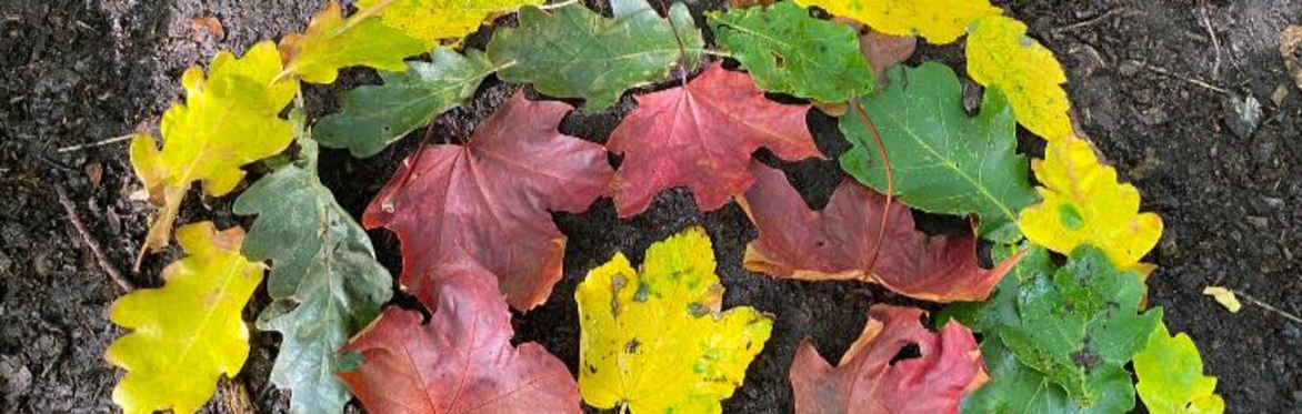 Rainbow made of leaves