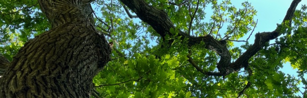 Oak and Hope - a workshop on stories of resilience