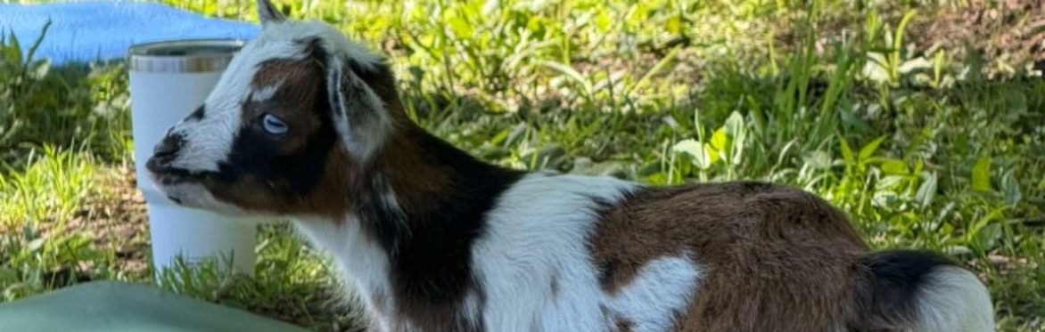 Goat Coffee & Goat Yoga