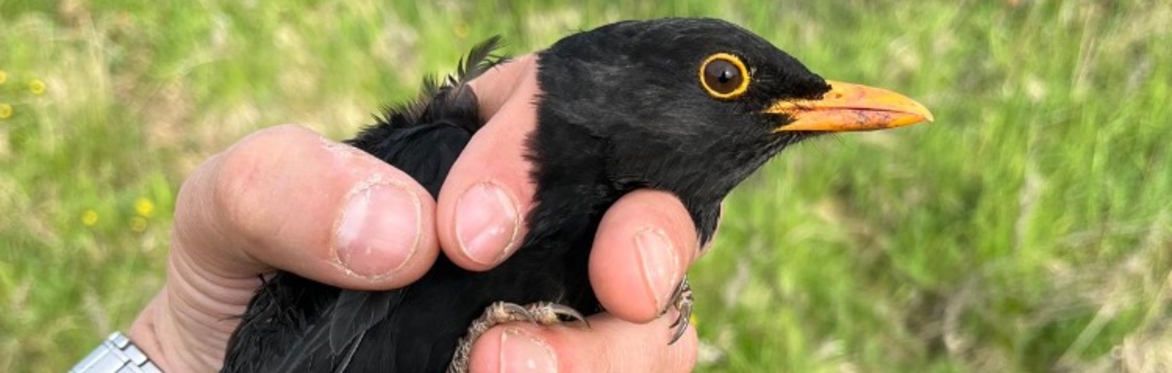 Autumn Migration Bird Ringing