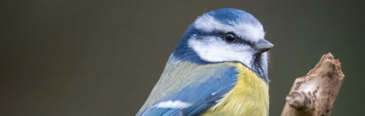 Picture of a small bird from unsplash.