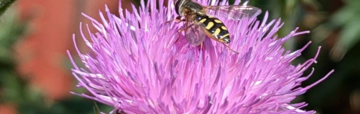 Winter Talk: Scottish Plant Names, with Greg Kenicer