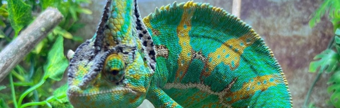 Up Close Animal Experiences 2026 (choice of animals available;  goats, reptiles, pigs, ponies)