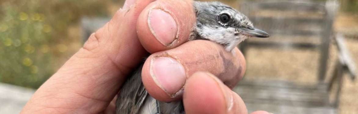 Spring Migration Bird Ringing