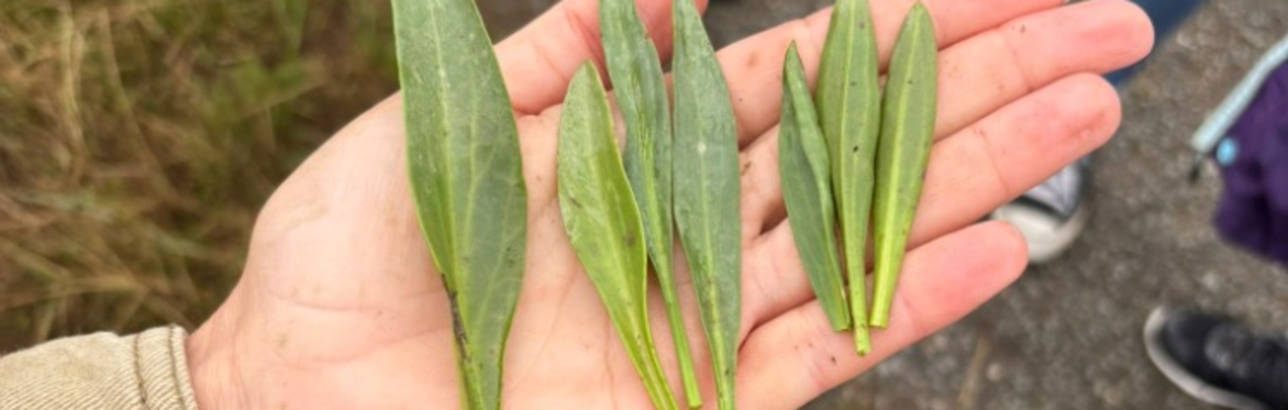 Foraging Walk at Kinterbury Creek