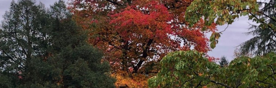 Autumn Colour at Clandeboye in aid of Horatio's Garden Northern Ireland