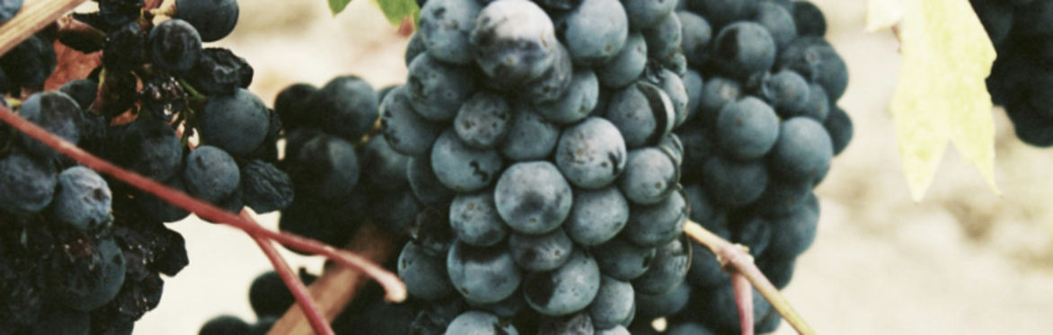 Wine Night: Fall Favorites