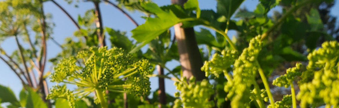 Patterns of Kinship: Plant Families for Herbalism and Foraging