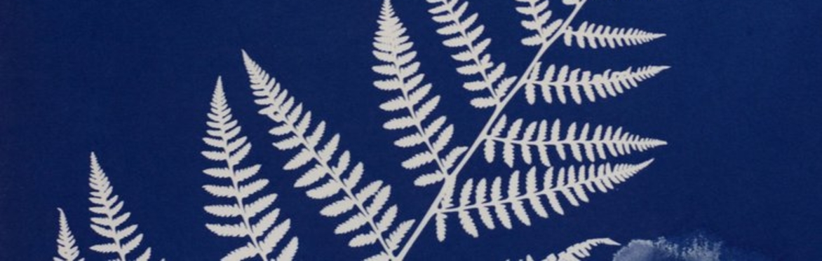 Shedding Light on Cyanotype: A Photo-Chemical Workshop