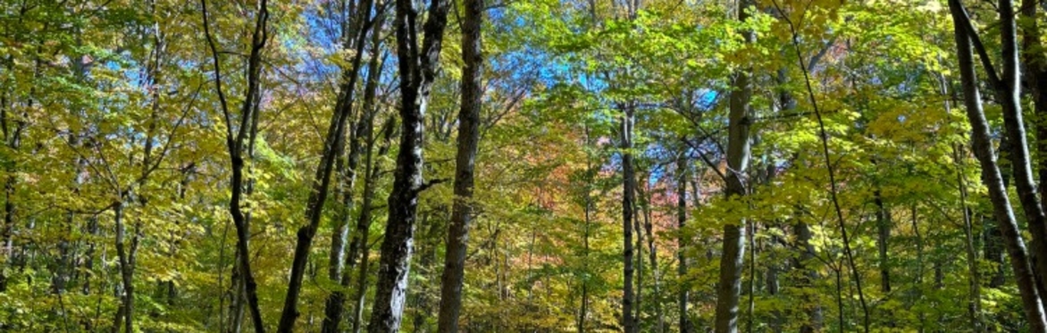 Autumn Family Forest Walk