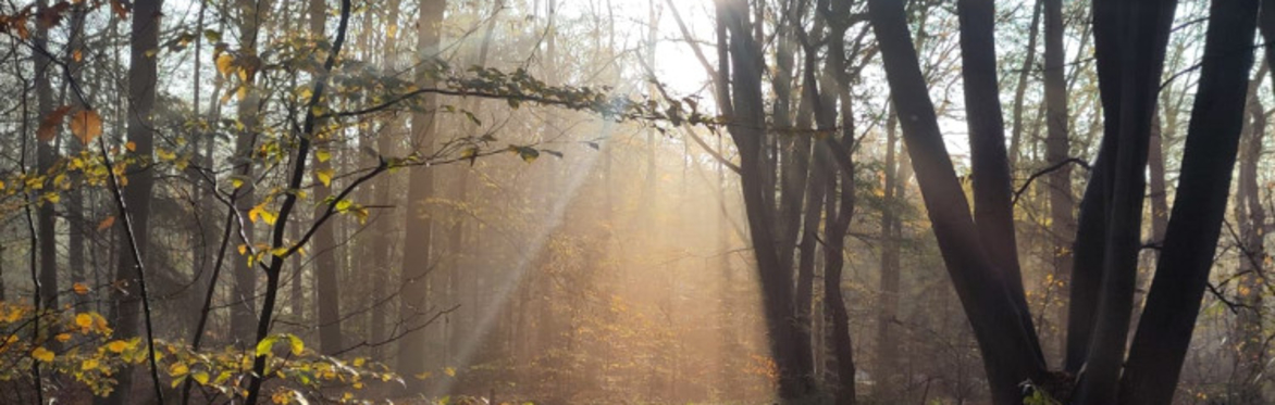 Workshop: Insectvriendelijke Tuin Maken