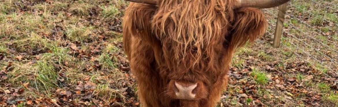 Farm Tour including a visit to the Highland Cows