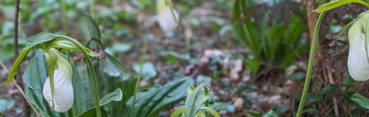 Forest Tours: Lady Slipper Tour