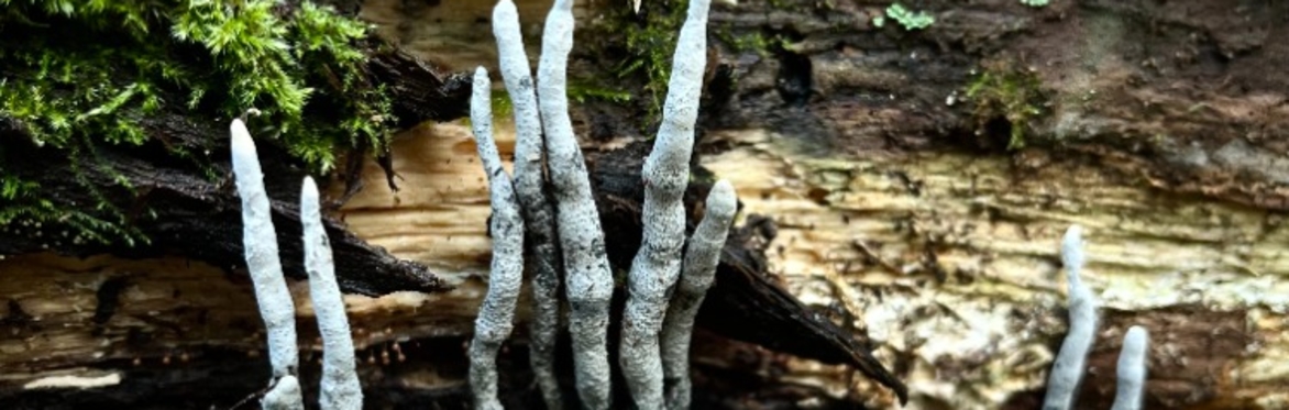 Forest and Fungi Walk--Intermediate (Identification and Documentation)