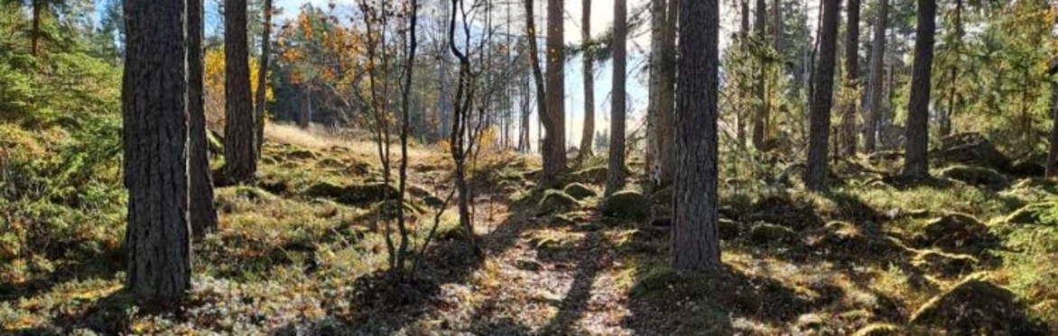Mindfulness i naturen