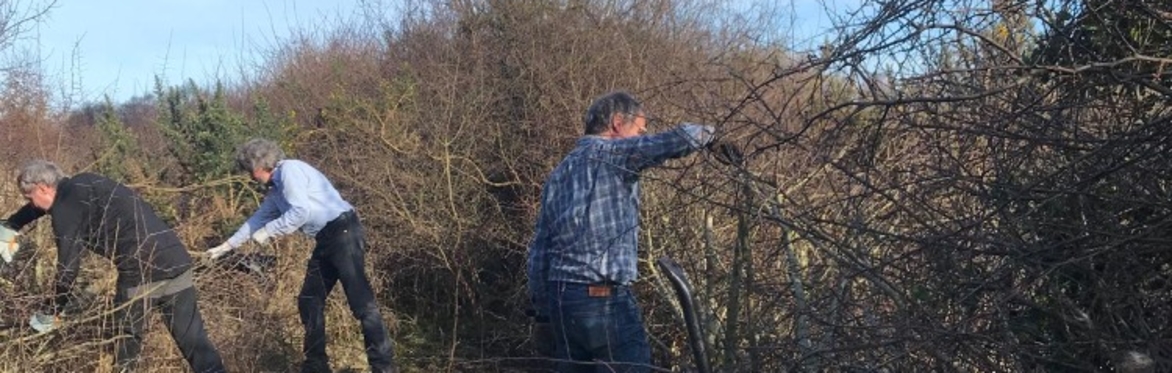 Practical Hedgelaying training