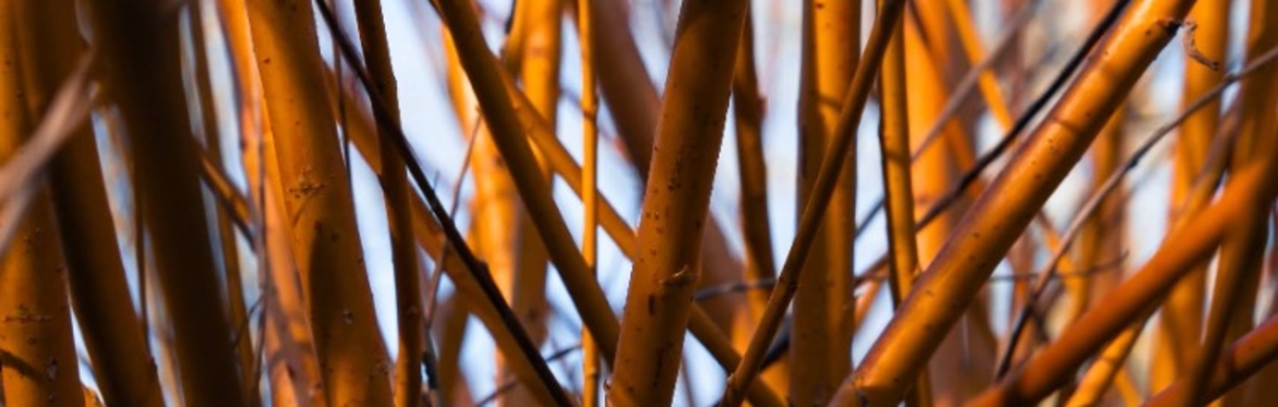 Wild Willow Art Club: Winter Willow Decorations