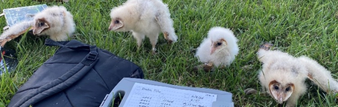 One Nest Box at a Time webinar with Andy Brown & Alex Pellegrini