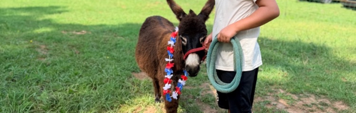 🧺🌻 Farm Picnic Night at Donkey River Farm 🐴