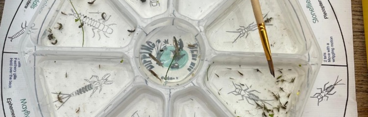 Image of the sampling tray, photo by Róisín Calvert-Elliott