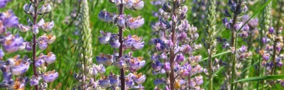 Wren Prairie Project Tour
