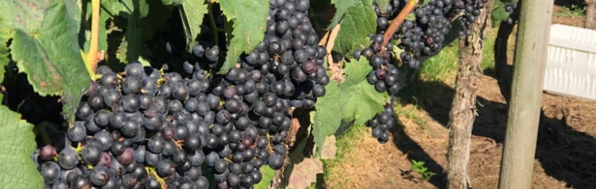 MALBEC-Ready to Harvest