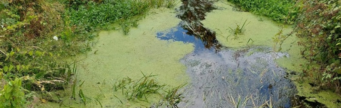 Aquatic Plants on the River Barrow, Graiguenamanagh, Co Kilkenny