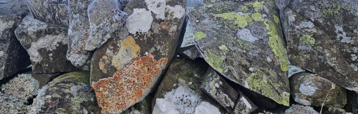 Love Your Lichens!