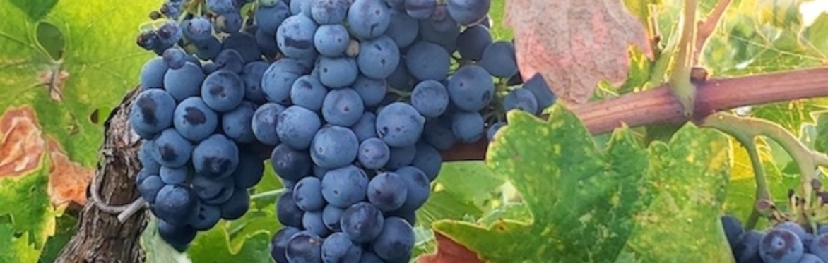 Join ZAP for a Lodi Harvest Celebration!