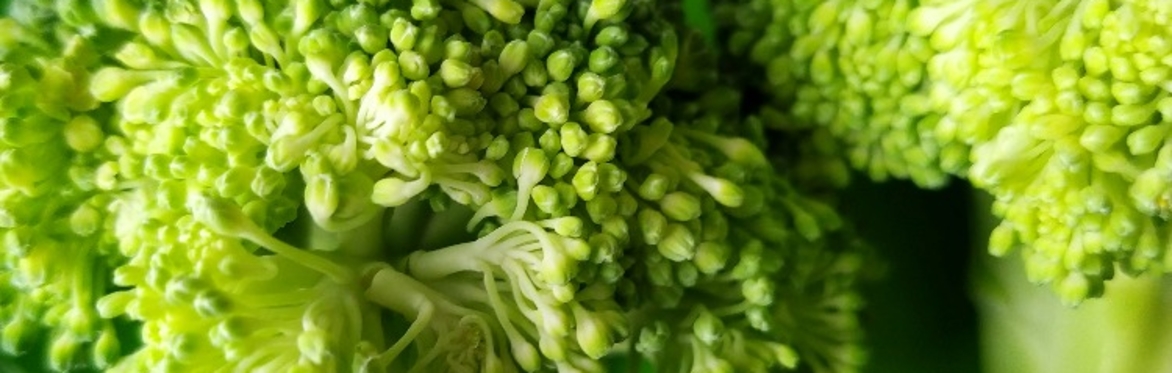 Careers Café: From Broccoli to Biotech – Exploring unexpected journeys in science and sustainability