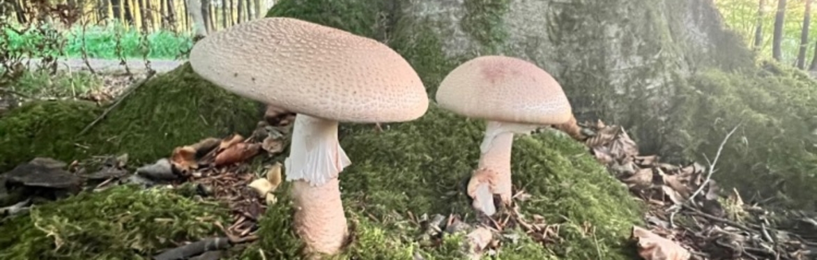 Image of mushrooms at the base of a tree