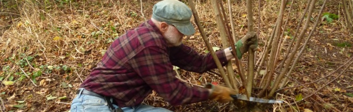 Coppicing on Wirral Way