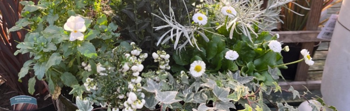 Ashbrook Nursery - Winter Planter & Basket Workshop