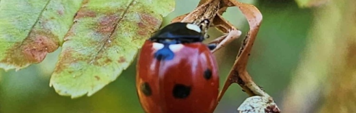 Homeschool Science in Nature: Bugging out