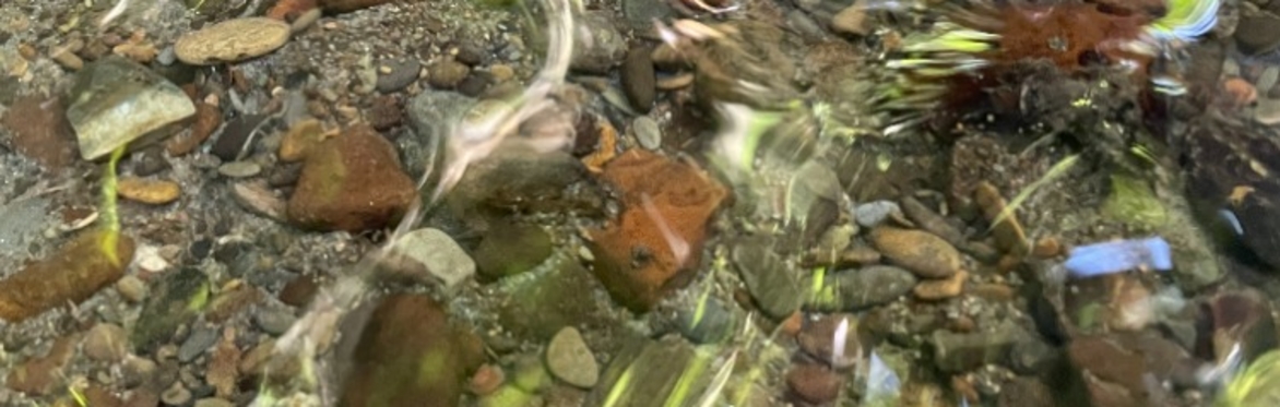 A close-up picture of river rocks within the Marys River watershed