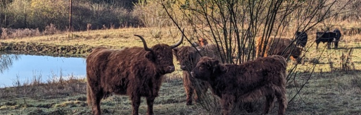 Highland cow Patrick Gray