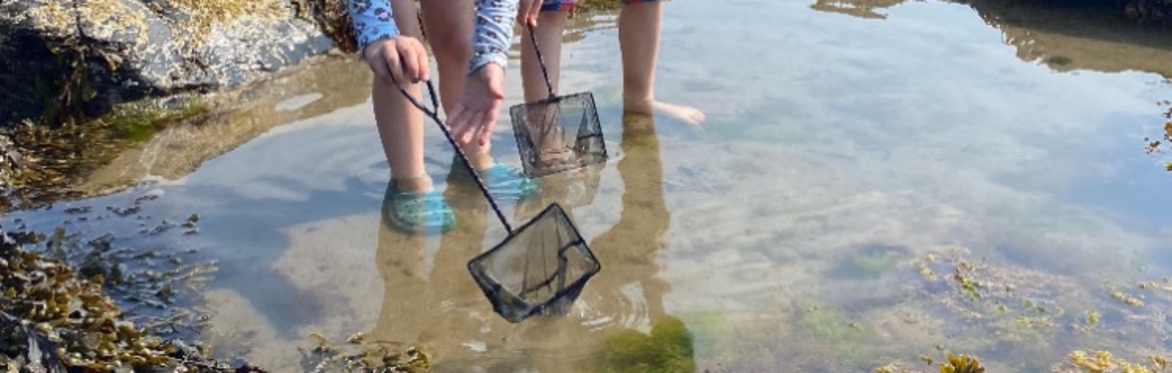 Rockpooling (Wildlife Watch)