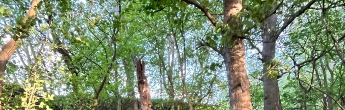 Restorative Woodland Experience