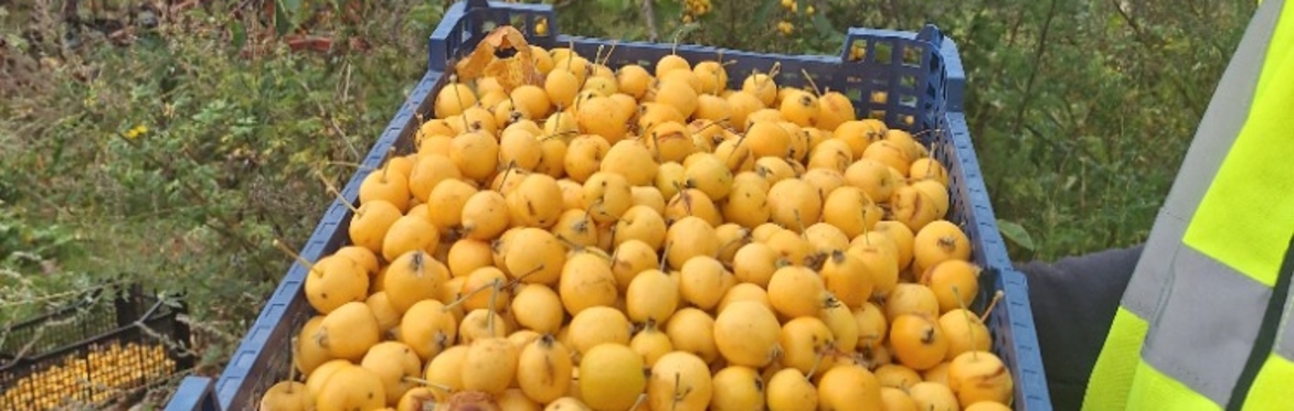 Apple Tree Pruning