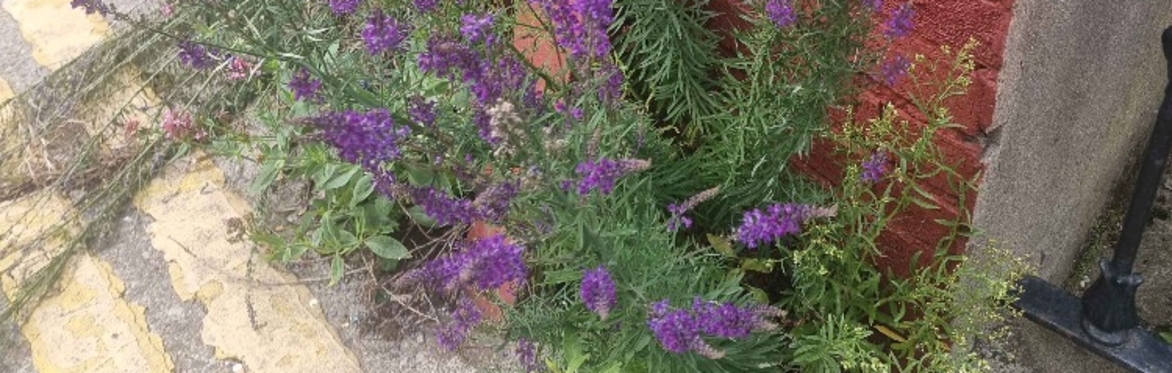 Botanical Skills NI: Secrets of the Urban Jungle - How plants thrive in the city all year round