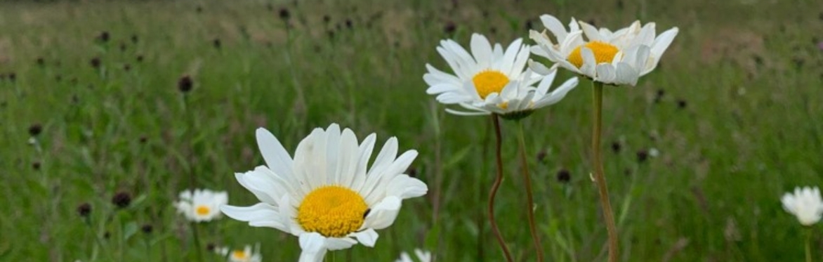 Nature Walk at Ash Tree Farm, Bitteswell