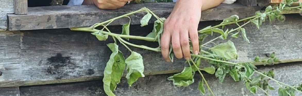 Citizen Sketches: Dr Richard Hill and Colonial Botany - Homeschool Session