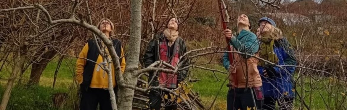 A close up of a group of people pruning an apple tree on an autumn day. They are happy and focused on the task