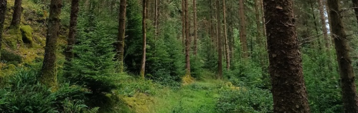 An Introduction to Conifer Identification