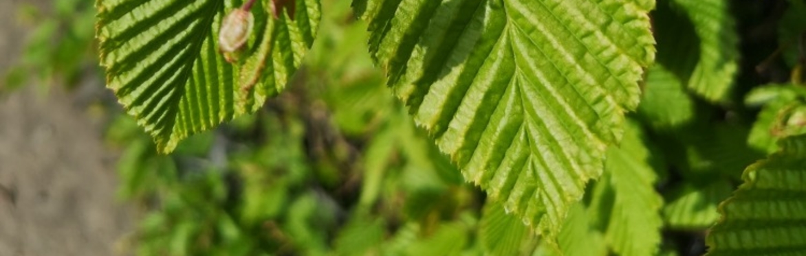 Getting started with Plant and Leaf Anatomy