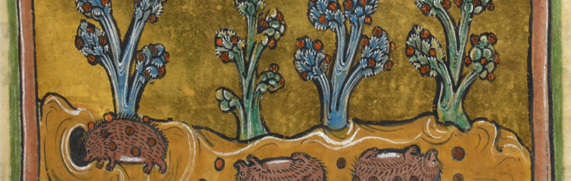 York Book of Beasts - October Half Term