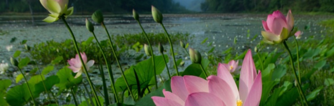 Curator's Tour | Gardens for Peace + Dutchess County Great Estates Garden & Landscape Weekend