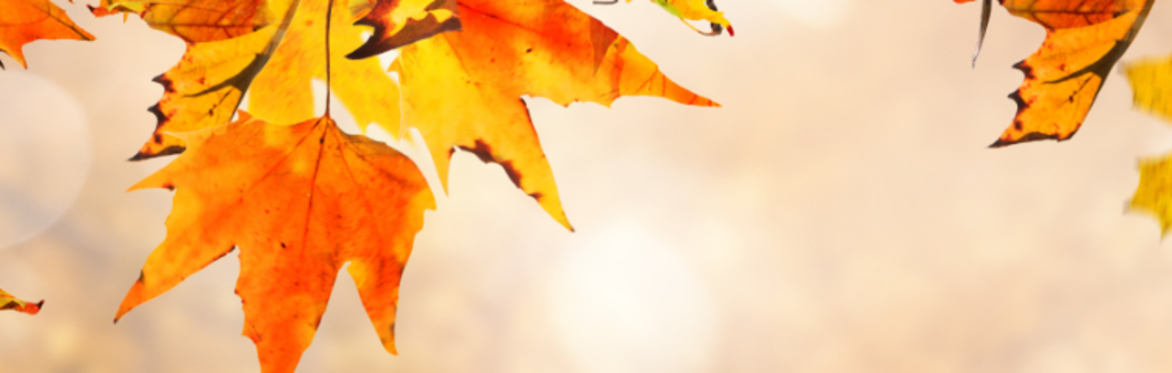 Autumn's Arrival - Afternoon Tea at Calgo Gardens