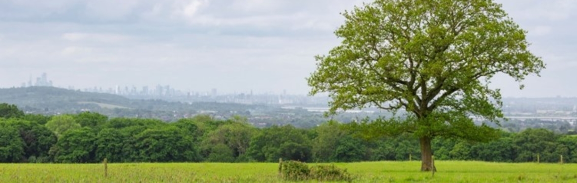 Open grassland with a view of the London skyline.