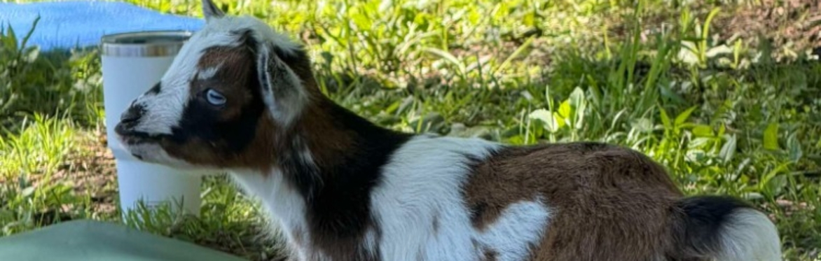 Goat Yoga at Evelyne's Farm